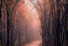 雄鹿双星伤停，球队战力受限